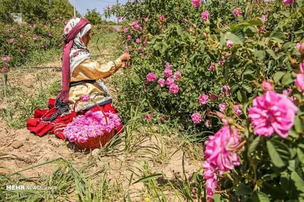 تصویر 3 از فروش اسانس گل محمدی طبیعی + فروش صادراتی